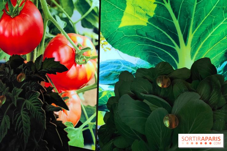 Jardiner : une exposition au cœur de la nature à vivre à la Cité des Sciences et de l'Industrie - fotor 1760436667337