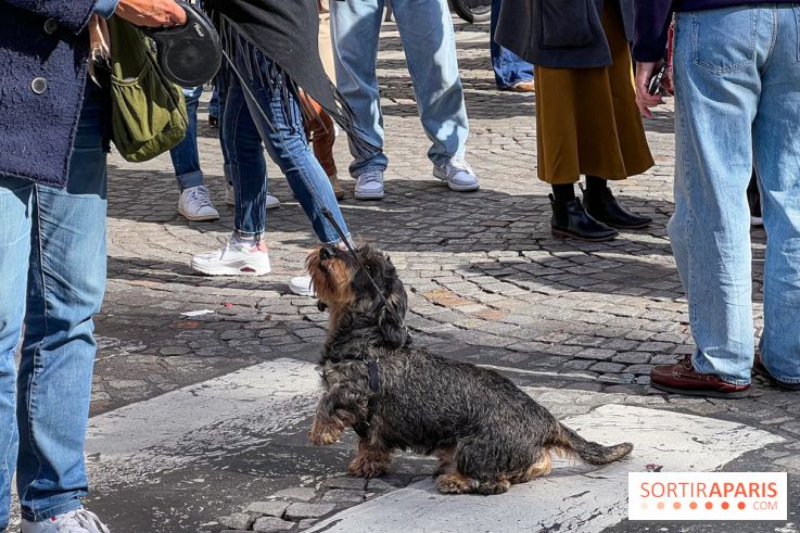 La Marche des animaux à Paris : défilé gratuit, ouvert aux chiens, chats ... sur les Champs-Élysées