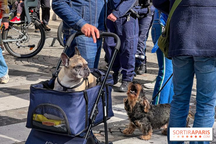La Marche des animaux à Paris : défilé gratuit, ouvert aux chiens, chats ... sur les Champs-Élysées