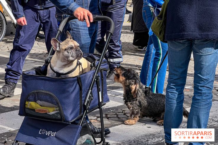 La Marche des animaux à Paris : défilé gratuit, ouvert aux chiens, chats ... sur les Champs-Élysées