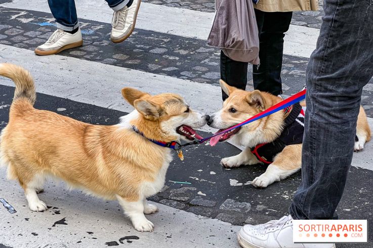La Marche des animaux à Paris : défilé gratuit, ouvert aux chiens, chats ... sur les Champs-Élysées