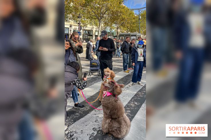 La Marche des animaux à Paris : défilé gratuit, ouvert aux chiens, chats ... sur les Champs-Élysées - IMG 5200