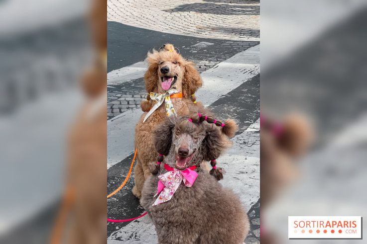La Marche des animaux à Paris : défilé gratuit, ouvert aux chiens, chats ... sur les Champs-Élysées - IMG 5201