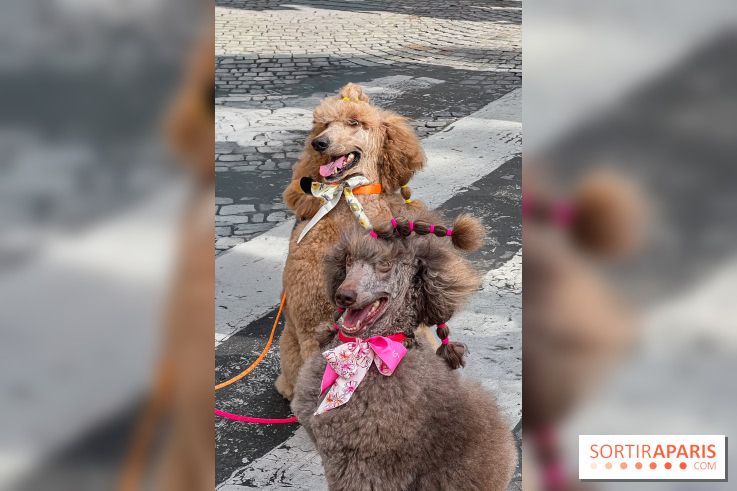 La Marche des animaux à Paris : défilé gratuit, ouvert aux chiens, chats ... sur les Champs-Élysées - IMG 5202
