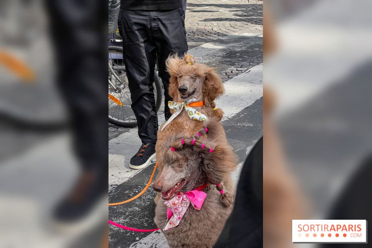 La Marche des animaux à Paris : défilé gratuit, ouvert aux chiens, chats ... sur les Champs-Élysées - IMG 5203