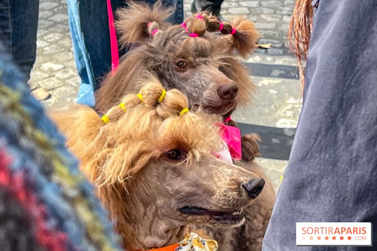 La Marche des animaux à Paris : défilé gratuit, ouvert aux chiens, chats ... sur les Champs-Élysées - IMG 5210