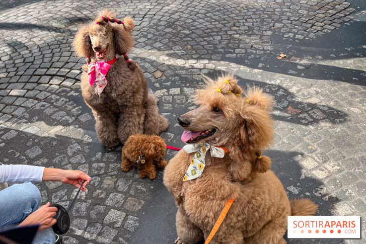 La Marche des animaux à Paris : défilé gratuit, ouvert aux chiens, chats ... sur les Champs-Élysées - IMG 5216