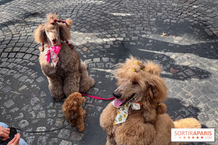 La Marche des animaux à Paris : défilé gratuit, ouvert aux chiens, chats ... sur les Champs-Élysées