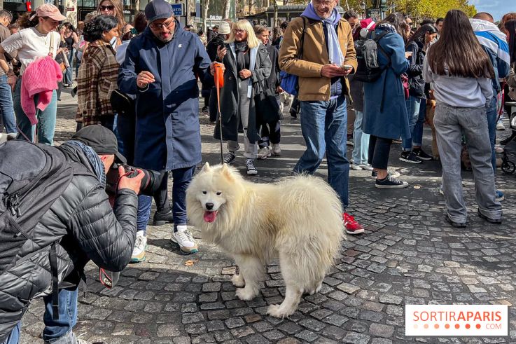 La Marche des animaux à Paris : défilé gratuit, ouvert aux chiens, chats ... sur les Champs-Élysées - IMG 5238