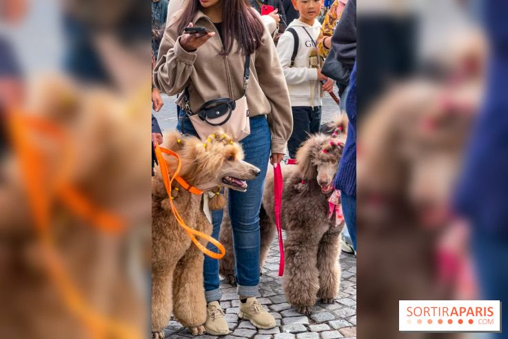 La Marche des animaux à Paris : défilé gratuit, ouvert aux chiens, chats ... sur les Champs-Élysées - IMG 5289