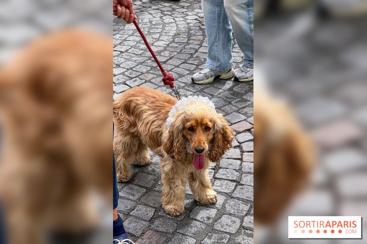 La Marche des animaux à Paris : défilé gratuit, ouvert aux chiens, chats ... sur les Champs-Élysées - IMG 5291
