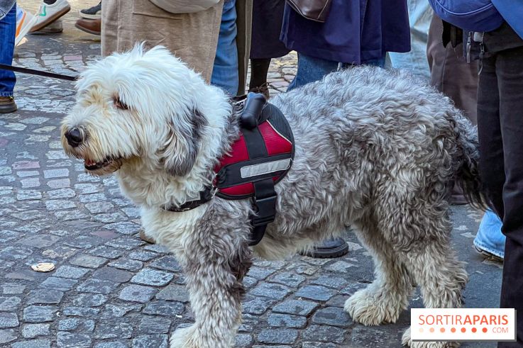 La Marche des animaux à Paris : défilé gratuit, ouvert aux chiens, chats ... sur les Champs-Élysées - IMG 5516