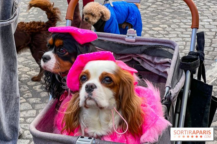 La Marche des animaux à Paris : défilé gratuit, ouvert aux chiens, chats ... sur les Champs-Élysées
