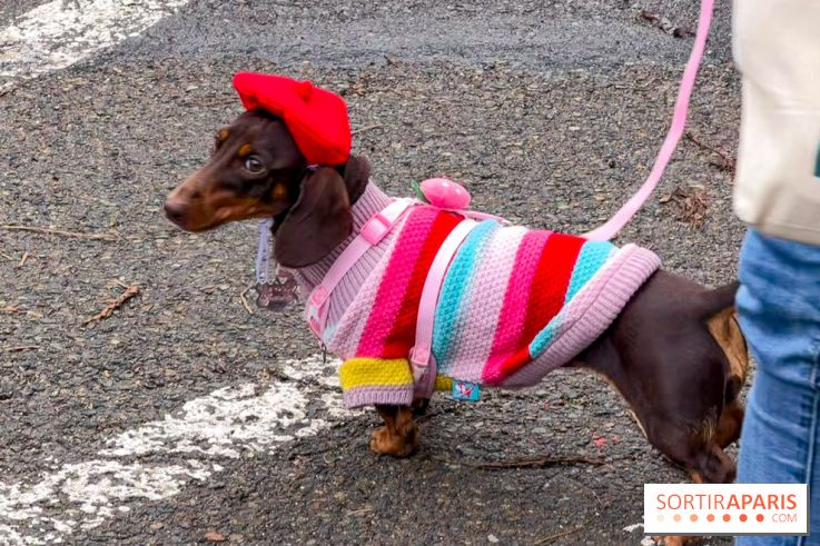 Paris Sausage Walk, la Marche des Teckels 2025