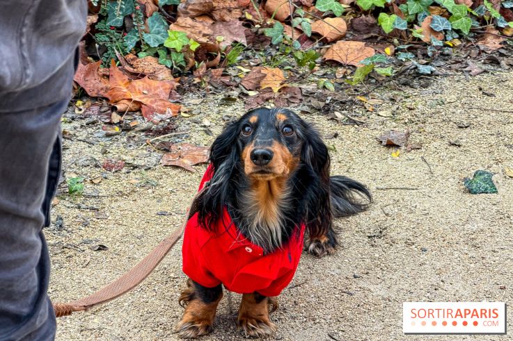 Paris Sausage Walk, la Marche des Teckels 2025