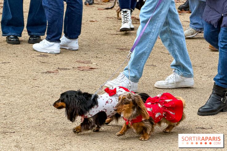 Paris Sausage Walk, la Marche des Teckels 2025