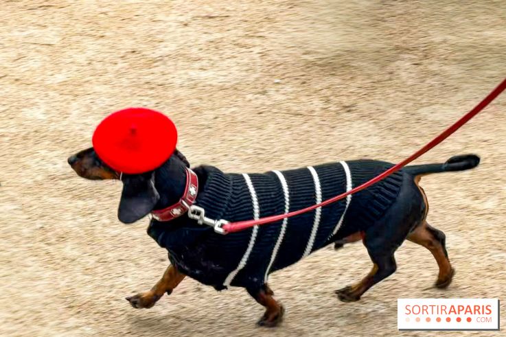 Paris Sausage Walk, la Marche des Teckels 2025