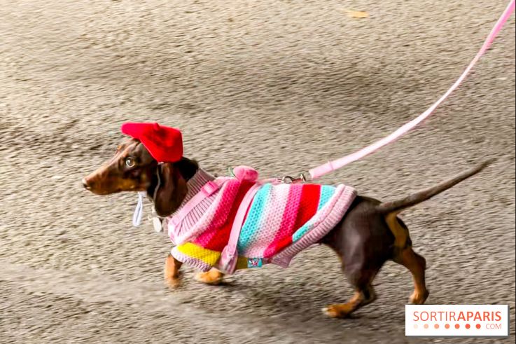 Paris Sausage Walk, la Marche des Teckels 2025