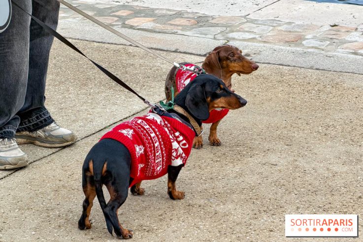 Paris Sausage Walk, la Marche des Teckels 2025