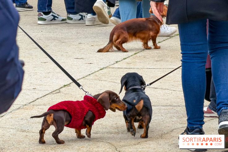 Paris Sausage Walk, la Marche des Teckels 2025