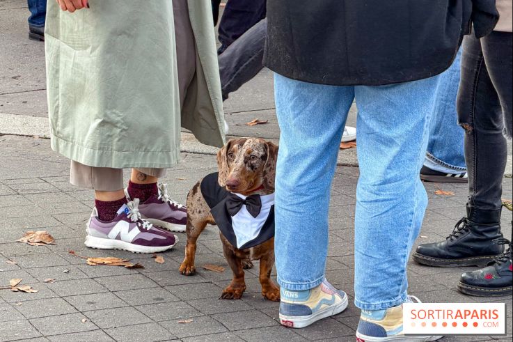Paris Sausage Walk, la Marche des Teckels 2025