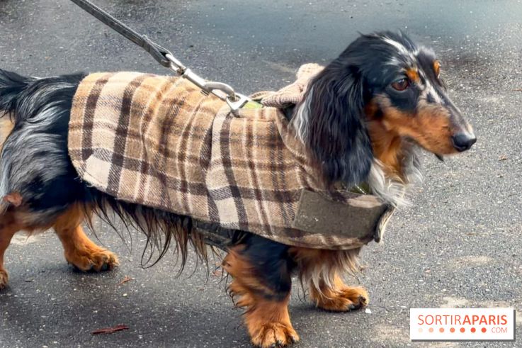 Paris Sausage Walk, la Marche des Teckels 2025