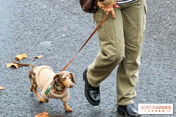 Paris Sausage Walk, la Marche des Teckels 2025