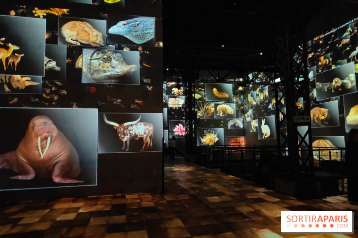 Dinosaures : l'expérience immersive qui nous fait remonter le temps à l'Atelier des Lumières, photos - fotor 1764680504935