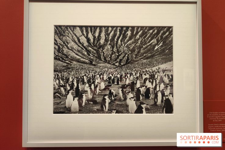Sebastião Salgado au cœur d'une exposition de photos gratuite à l'Hôtel de Ville de Paris
