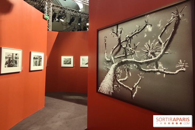Sebastião Salgado au cœur d'une exposition de photos gratuite à l'Hôtel de Ville de Paris