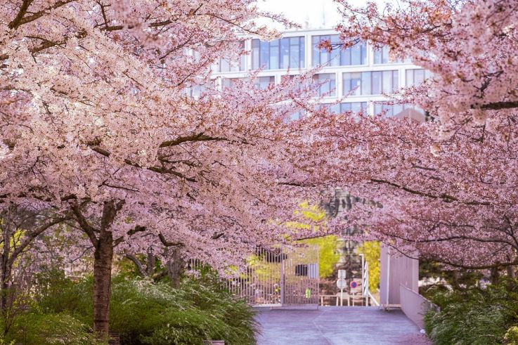 Les cerisiers en fleurs au Parc de Billancourt à Boulogne-Billancourt, Hanami aux portes de Paris - A7C08659
