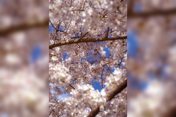 Les cerisiers en fleurs au Parc de Billancourt à Boulogne-Billancourt, Hanami aux portes de Paris