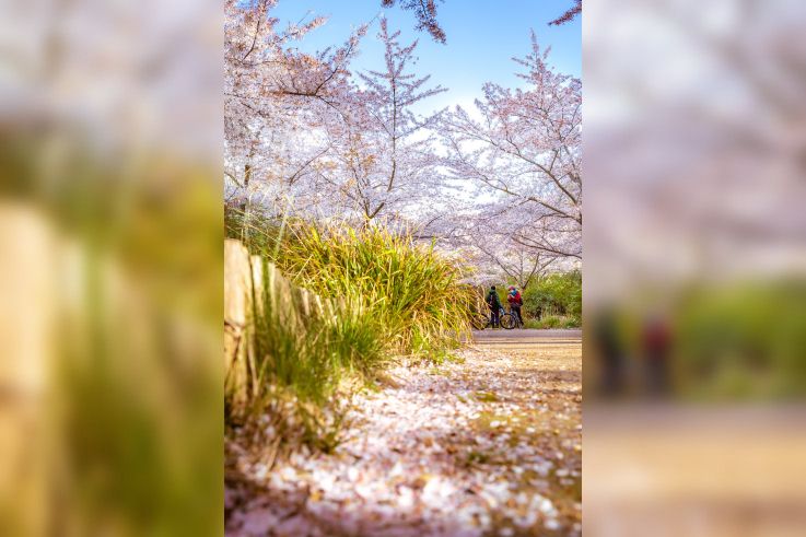 Les cerisiers en fleurs au Parc de Billancourt à Boulogne-Billancourt, Hanami aux portes de Paris