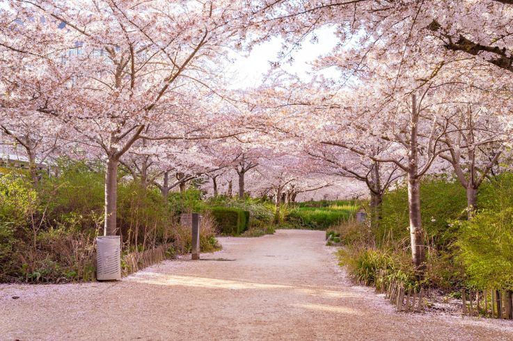 Les cerisiers en fleurs au Parc de Billancourt à Boulogne-Billancourt, Hanami aux portes de Paris - A7C08685