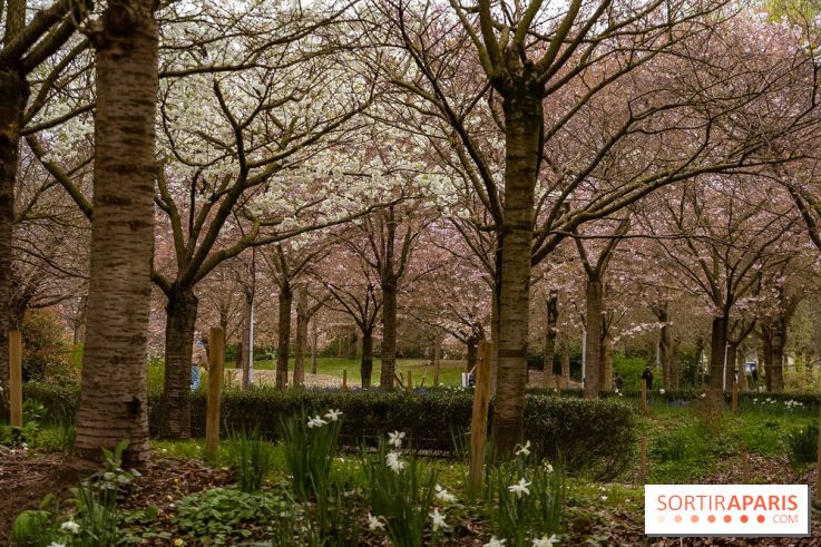 Les cerisiers du parc Martin Luther King - Clichy - Batignoles