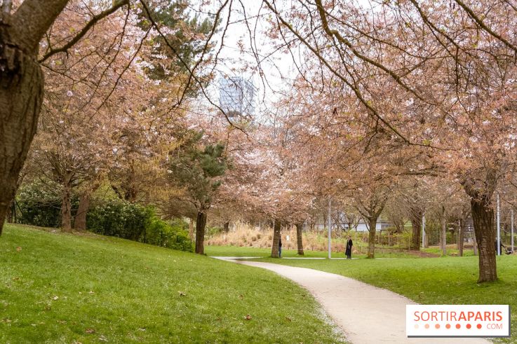 Les cerisiers du parc Martin Luther King - Clichy - Batignoles
