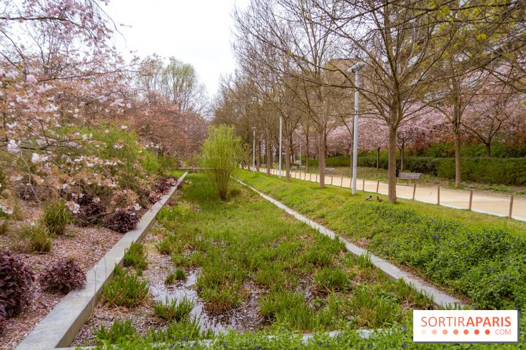 Les cerisiers du parc Martin Luther King - Clichy - Batignoles