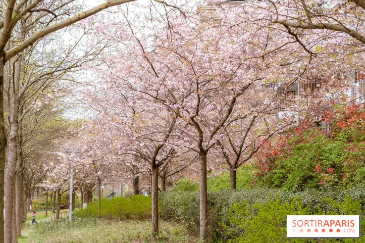 Les cerisiers du parc Martin Luther King - Clichy - Batignoles - A7C08844