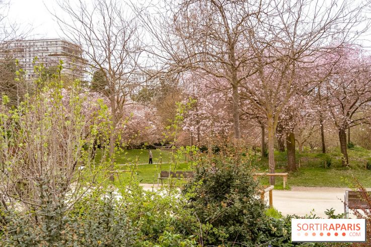 Les cerisiers du parc Martin Luther King - Clichy - Batignoles