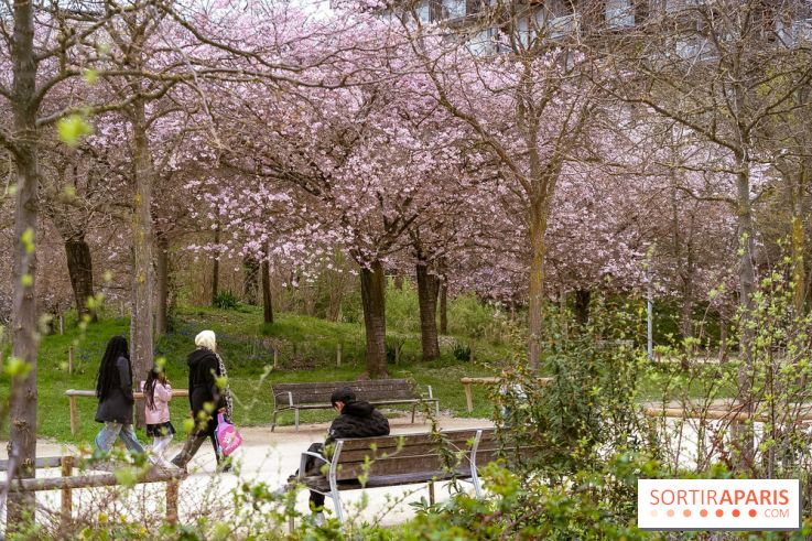 Les cerisiers du parc Martin Luther King - Clichy - Batignoles