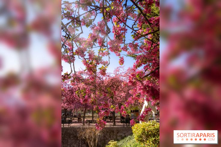 Les pommiers et cerisiers en fleurs du Jardin de Reuilly, Parc de Reuilly à Paris 12e - photos