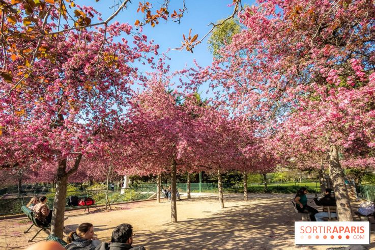 Les pommiers et cerisiers en fleurs du Jardin de Reuilly, Parc de Reuilly à Paris 12e - photos  - bosquet