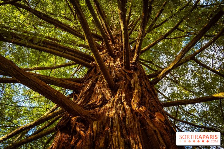 Le jardin botanique de Launay et arboretum de l'Université Paris Saclay à Orsay - les photos - A7C09589