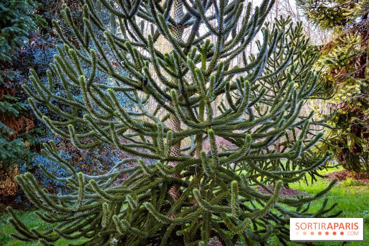 Le jardin botanique de Launay et arboretum de l'Université Paris Saclay à Orsay - les photos