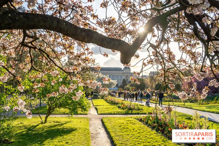 Les floraisons exceptionnelles du Jardin des Plantes 2026 : tulipes, coquelicots et cerisiers - photos - A7C00582