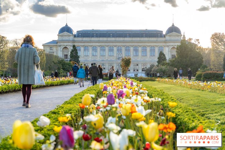 Les floraisons exceptionnelles du Jardin des Plantes 2026 : tulipes, coquelicots et cerisiers - photos