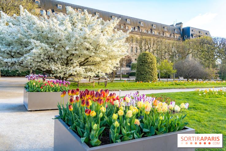 Les floraisons exceptionnelles du Jardin des Plantes 2026 : tulipes, coquelicots et cerisiers - photos
