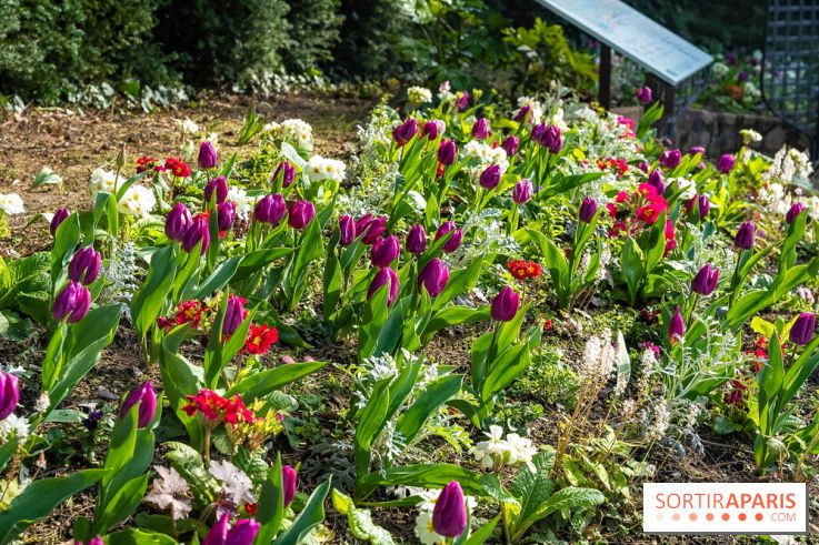 Le Parc de Bagatelle au printemps, cerisier, tulipes et jonquilles - photos