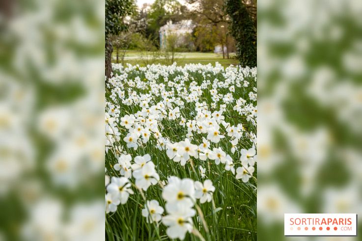 Le Parc de Bagatelle au printemps, cerisier, tulipes et jonquilles - photos