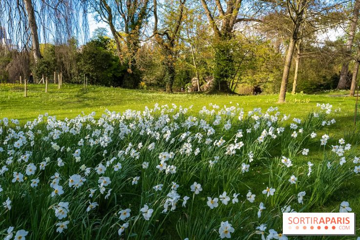 Le Parc de Bagatelle au printemps, cerisier, tulipes et jonquilles - photos